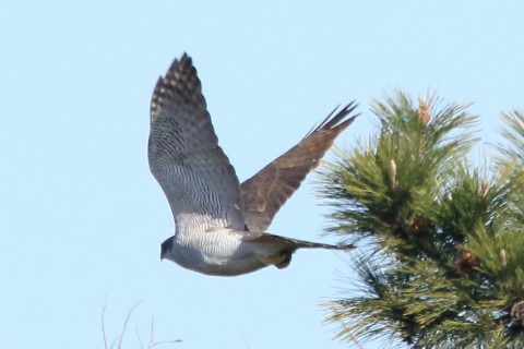 トリミング 2017/2月 SIGMA150-600C+7D2 焦点距離600mm F8 ss1/1600 ISO800 Case3
