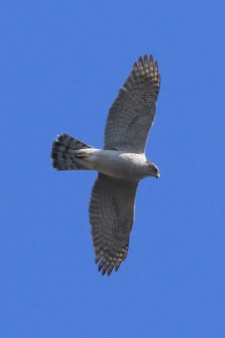 トリミング 2017/2月 SIGMA150-600C+7D2 焦点距離600mm F8 ss1/1600 ISO640 Case3