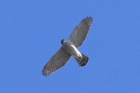 トリミング 2017/2月 SIGMA150-600C+7D2 焦点距離600mm F8 ss1/1600 ISO640 Case3