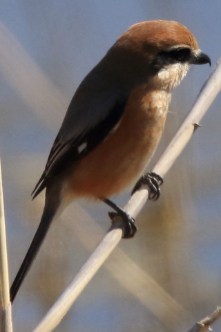 トリミング 2017/2月 SIGMA150-600C+7D2 焦点距離600mm F8 ss1/1600 ISO640