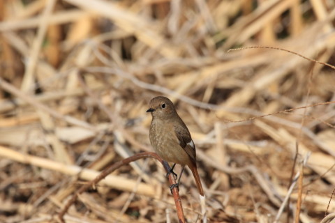 2017/2月 SIGMA150-600C+7D2 焦点距離600mm F8 ss1/4000 ISO1000