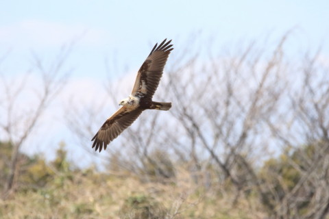 2017/2月 SIGMA150-600C+7D2 焦点距離600mm F8 ss1/4000 ISO2500 Case3