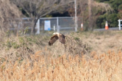 2017/2月 SIGMA150-600C+7D2 焦点距離600mm F8 ss1/4000 ISO3200 Case3