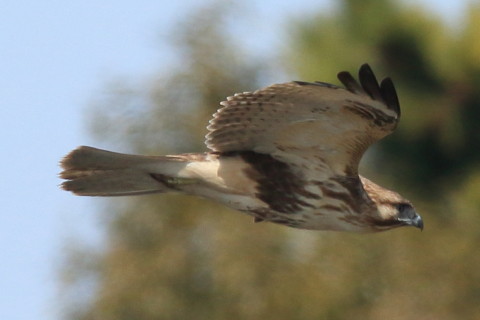 トリミング 2017/2月 SIGMA150-600C+7D2 焦点距離600mm F8 ss1/1600 ISO320 Case3