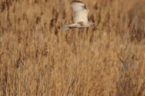 2017/3月 SIGMA150-600C+7D2 焦点距離600mm F8 ss1/1250 ISO400 Case3