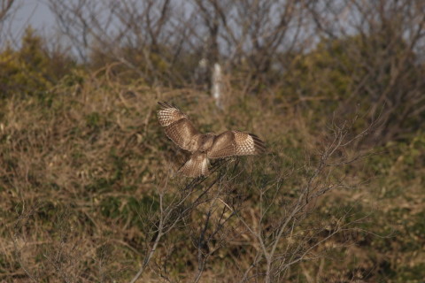 2017/3月 SIGMA150-600C+7D2 焦点距離600mm F8 ss1/1250 ISO400 Case3