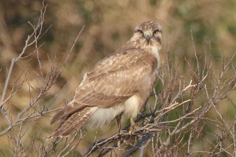トリミング 2017/3月 SIGMA150-600C+7D2 焦点距離600mm F8 ss1/1250 ISO800