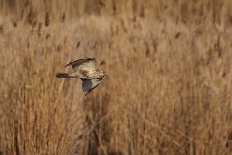 2017/3月 SIGMA150-600C+7D2 焦点距離600mm F8 ss1/1250 ISO400 Case3