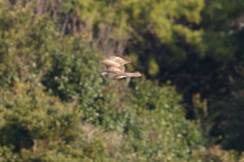 2017/3月 SIGMA150-600C+7D2 焦点距離600mm F8 ss1/1600 ISO3200 Case3