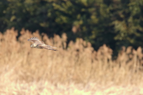 2017/3月 SIGMA150-600C+7D2 焦点距離600mm F8 ss1/1600 ISO2500 Case3