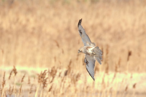 2017/3月 SIGMA150-600C+7D2 焦点距離600mm F8 ss1/1600 ISO2500 Case3
