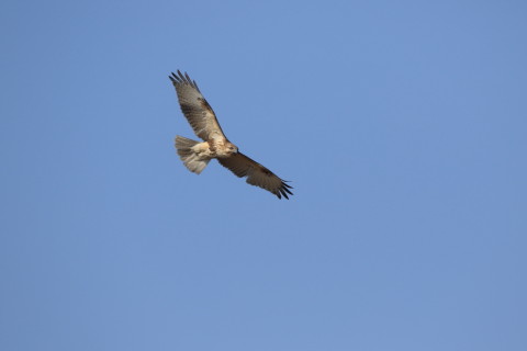 2017/3月 SIGMA150-600C+7D2 焦点距離600mm F8 ss1/1000 ISO250 Case3