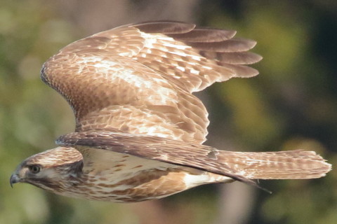 トリミング 2017/3月 SIGMA150-600C+7D2 焦点距離600mm F8 ss1/1600 ISO3200 Case3