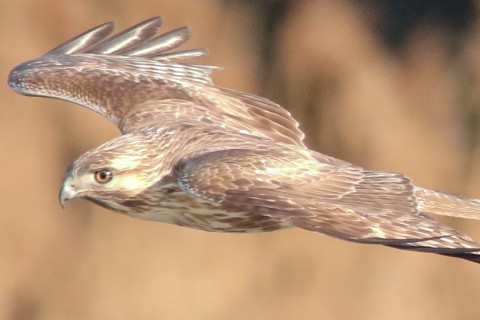 トリミング 2017/3月 SIGMA150-600C+7D2 焦点距離600mm F8 ss1/1600 ISO2500 Case3