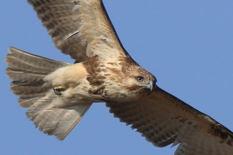 トリミング 2017/3月 SIGMA150-600C+7D2 焦点距離600mm F8 ss1/1000 ISO250 Case3