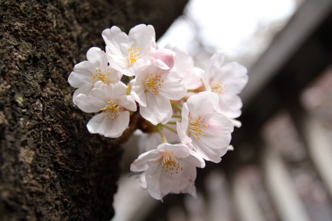 2017/3月 SIGMA17-70+7D2 焦点距離31mm F3.5 ss1/200 ISO100