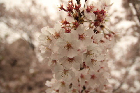 2017/4月 SIGMA17-70+7D2 焦点距離17mm F2.8 ss1/1250 ISO100