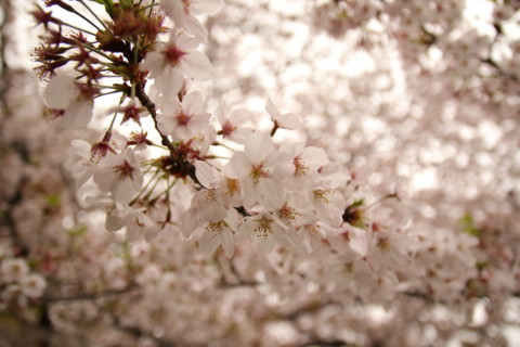 2017/4月 SIGMA17-70+7D2 焦点距離17mm F2.8 ss1/1250 ISO100