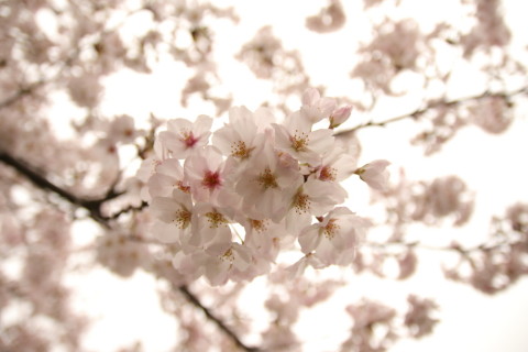 017/4月 SIGMA17-70+7D2 焦点距離17mm F2.8 ss1/2000 ISO100