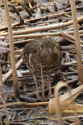 トリミング 2017/3月 SIGMA150-600C+7D2 焦点距離600mm F7.1 ss1/800 ISO640