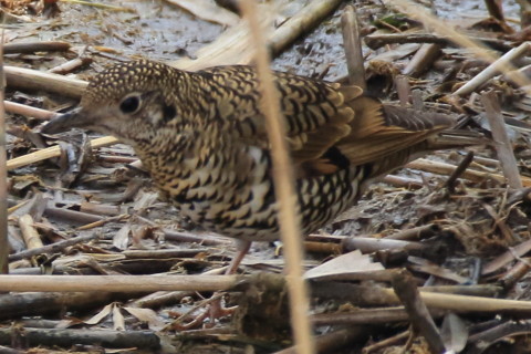 トリミング 2017/3月 SIGMA150-600C+7D2 焦点距離600mm F7.1 ss1/800 ISO640
