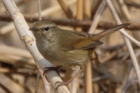 トリミング 2017/3月 SIGMA150-600C+7D2 焦点距離600mm F8 ss1/1250 ISO320