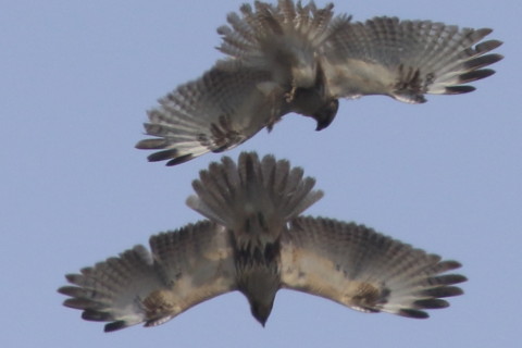 トリミング 2017/3月 SIGMA150-600C+7D2 焦点距離600mm F8 ss1/1600 ISO250 Case3