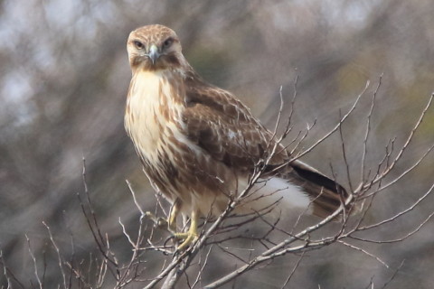 トリミング 2017/3月 SIGMA150-600C+7D2 焦点距離600mm F8 ss1/1250 ISO640