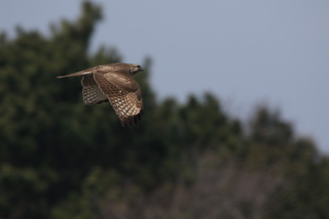 2017/3月 SIGMA150-600C+7D2 焦点距離600mm F8 ss1/1250 ISO250 Case2