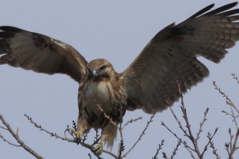 トリミング 2017/3月 SIGMA150-600C+7D2 焦点距離600mm F8 ss1/1250 ISO250