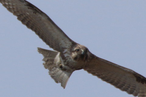 トリミング 2017/3月 SIGMA150-600C+7D2 焦点距離600mm F8 ss1/1250 ISO200 Case2