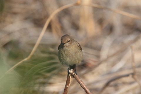 2017/3月 SIGMA150-600C+7D2 焦点距離600mm F8 ss1/1250 ISO640