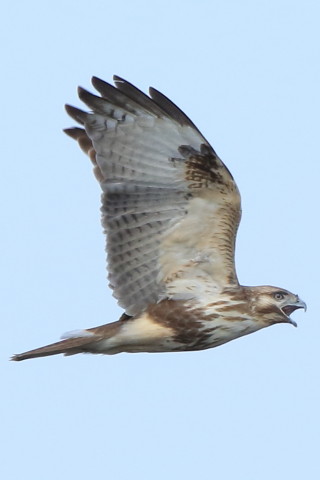 トリミング 2017/3月 SIGMA150-600C+7D2 焦点距離600mm F8 ss1/1250 ISO640 Case3