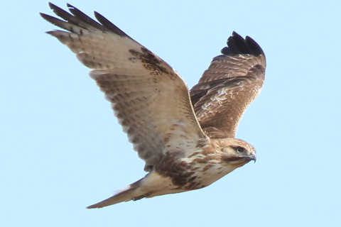 トリミング 2017/3月 SIGMA150-600C+7D2 焦点距離600mm F8 ss1/1250 ISO640 Case3