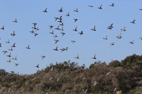 2017/3月 SIGMA150-600C+7D2 焦点距離150mm F8 ss1/1000 ISO250 Case3