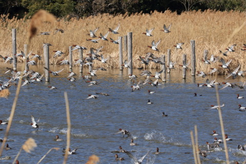 2017/3月 SIGMA150-600C+7D2 焦点距離150mm F8 ss1/1000 ISO250 Case3