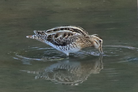 2017/3月 SIGMA150-600C+7D2 焦点距離600mm F8 ss1/500 ISO1600 Case3