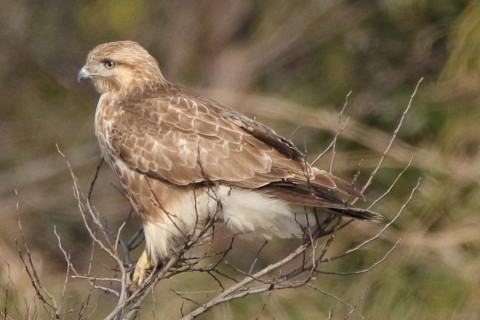 トリミング 2017/3月 SIGMA150-600C+7D2 焦点距離600mm F8 ss1/1250 ISO800