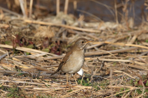 2017/3月 SIGMA150-600C+7D2 焦点距離600mm F8 ss1/500 ISO200