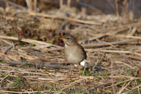 2017/3月 SIGMA150-600C+7D2 焦点距離600mm F8 ss1/500 ISO200