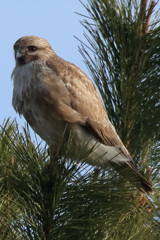 トリミング 2017/3月 SIGMA150-600C+7D2 焦点距離600mm F8 ss1/1600 ISO640