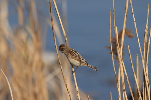 2017/3月 SIGMA150-600C+7D2 焦点距離600mm F8 ss1/500 ISO160