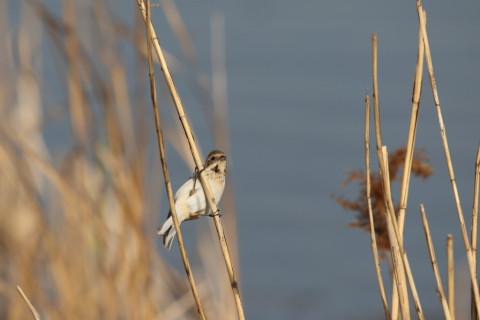 2017/3月 SIGMA150-600C+7D2 焦点距離600mm F8 ss1/500 ISO160