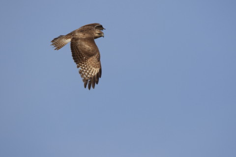 2017/3月 SIGMA150-600C+7D2 焦点距離600mm F8 ss1/500 ISO100 Case3