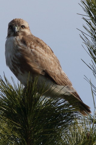 トリミング 2017/3月 SIGMA150-600C+7D2 焦点距離600mm F8 ss1/500 ISO160