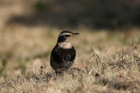 2017/3月 SIGMA150-600C+7D2 焦点距離600mm F6.3 ss1/1250 ISO400