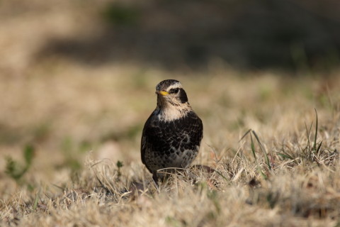 2017/3月 SIGMA150-600C+7D2 焦点距離600mm F6.3 ss1/1250 ISO400