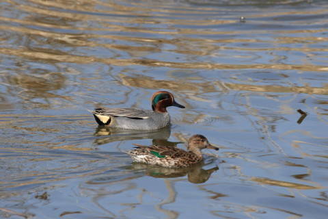 2017/3月 SIGMA150-600C+7D2 焦点距離546mm F8 ss1/800 ISO320 Case3