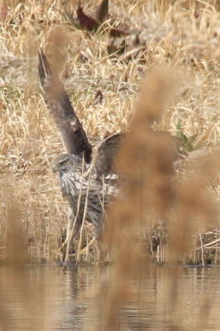 トリミング 2017/3月 SIGMA150-600C+7D2 焦点距離600mm F8 ss1/1250 ISO400
