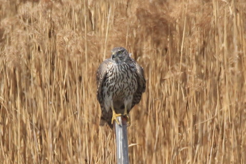 トリミング 2017/3月 SIGMA150-600C+7D2 焦点距離600mm F8 ss1/1250 ISO400